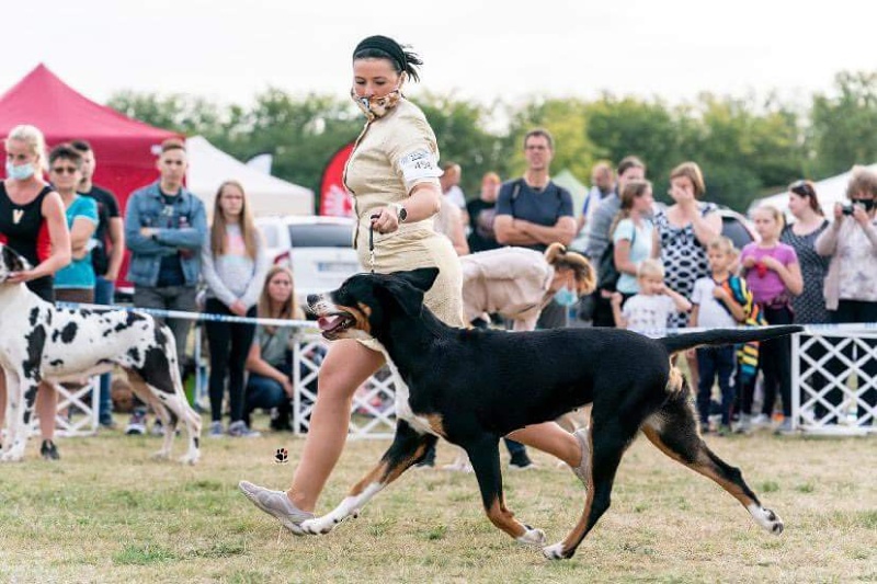 honey sunny our champions komarom