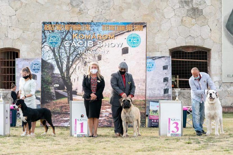 honey sunny our champions komarom